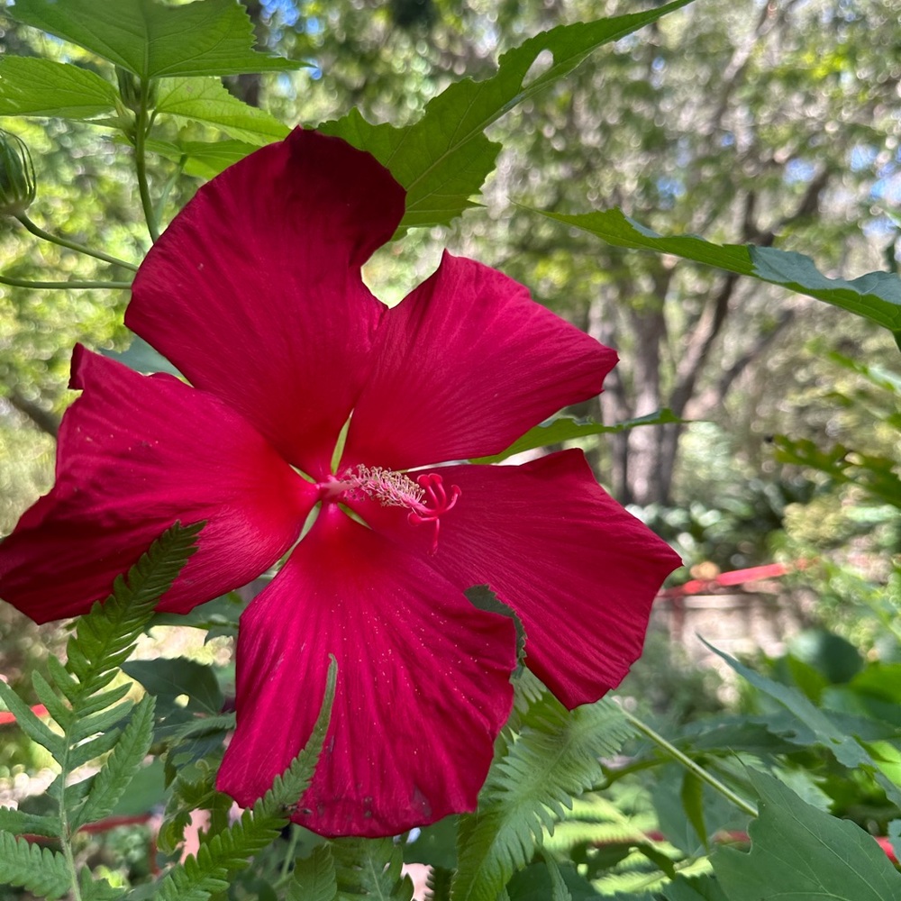 Meet your Posher, Carolina